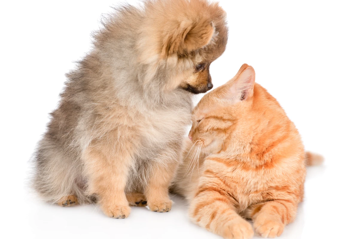 Come Introdurre un Pomerania in Famiglia: La Guida per Cani, Gatti e Bambini
