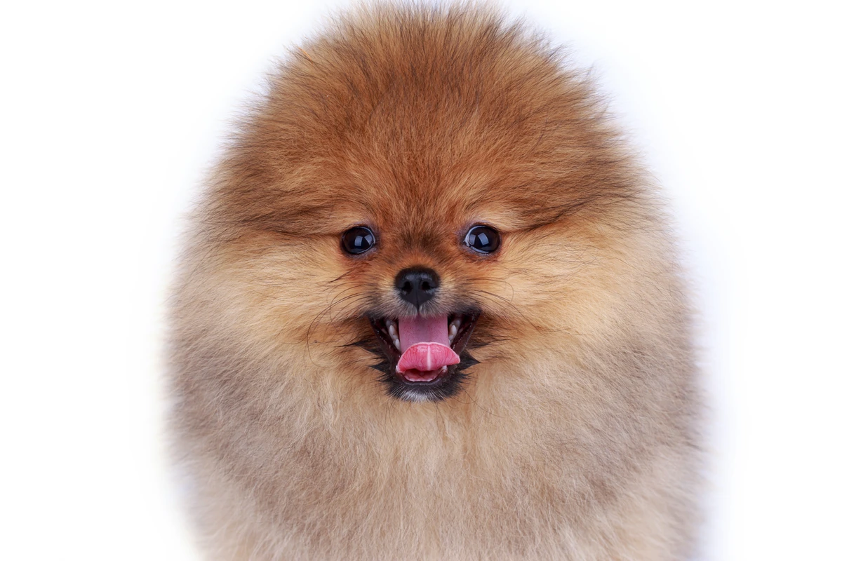 Morfologia del Pomerania: Guida allo Standard FCI per Riconoscere un Vero Pom