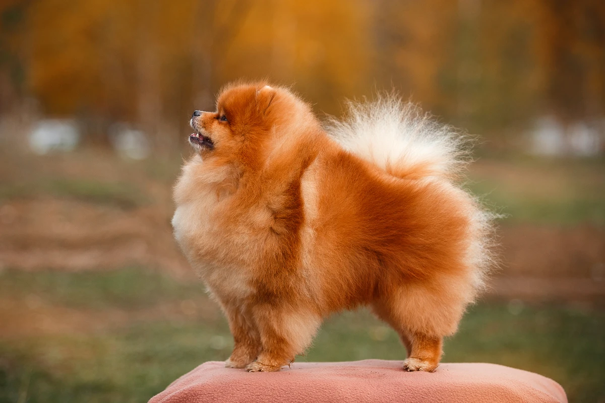 Pomerania: un piccolo atleta dal cuore grande