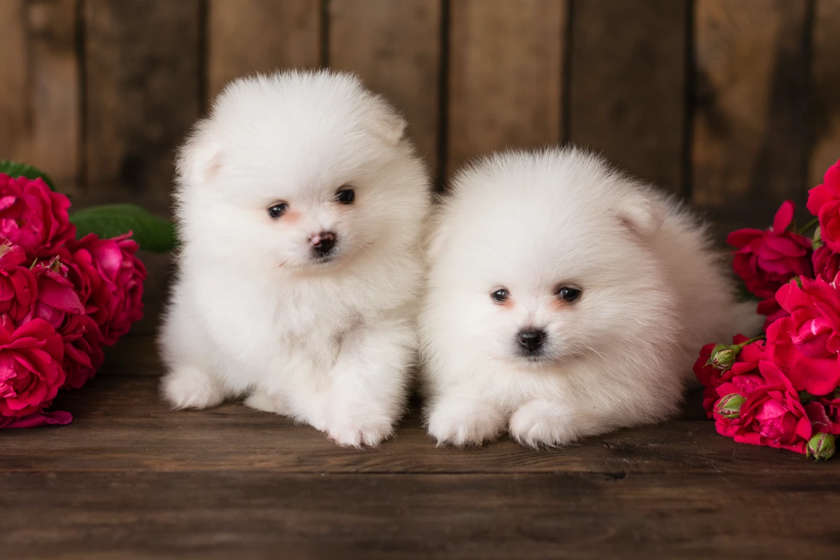 Pomerania Bianco: La Guida Completa al Batuffolo di Neve più Desiderato