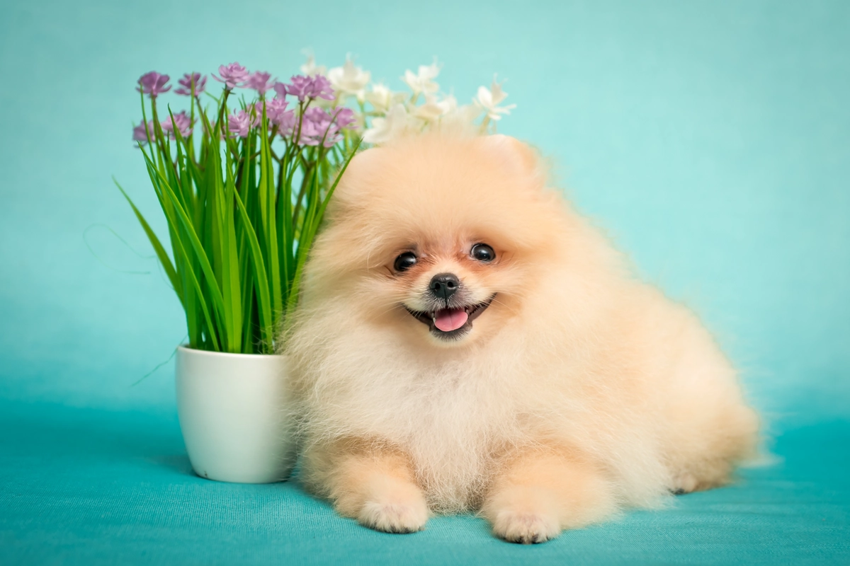 Pomerania: Il Cane Perfetto per Anziani? Guida Completa ai Benefici e alla Scelta Sicura