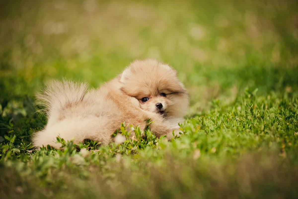 Il Primo Anno del Cucciolo di Pomerania: La Guida Mese per Mese