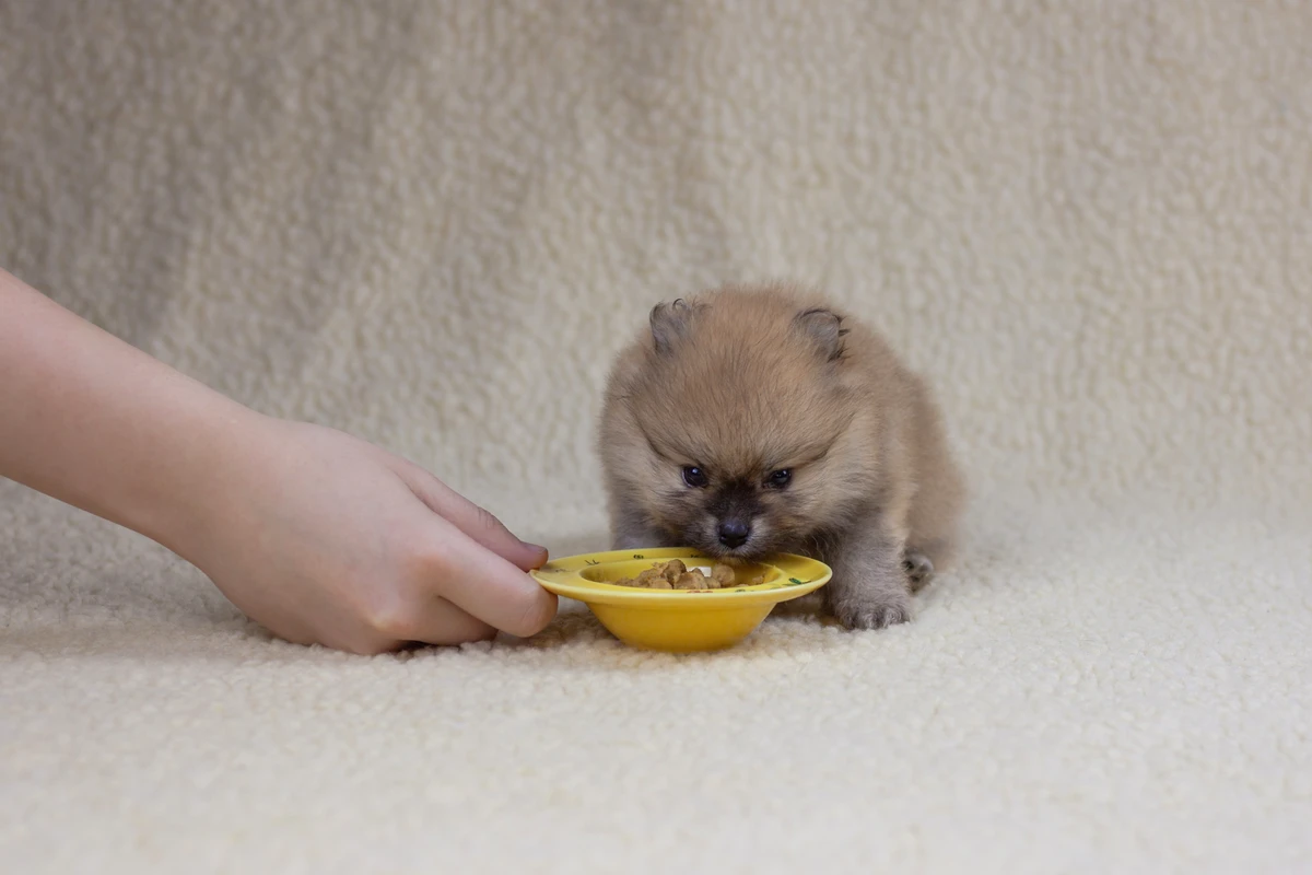 Crocchette per Pomerania: La Guida per Ignorare il Marketing e Scegliere la Qualità
