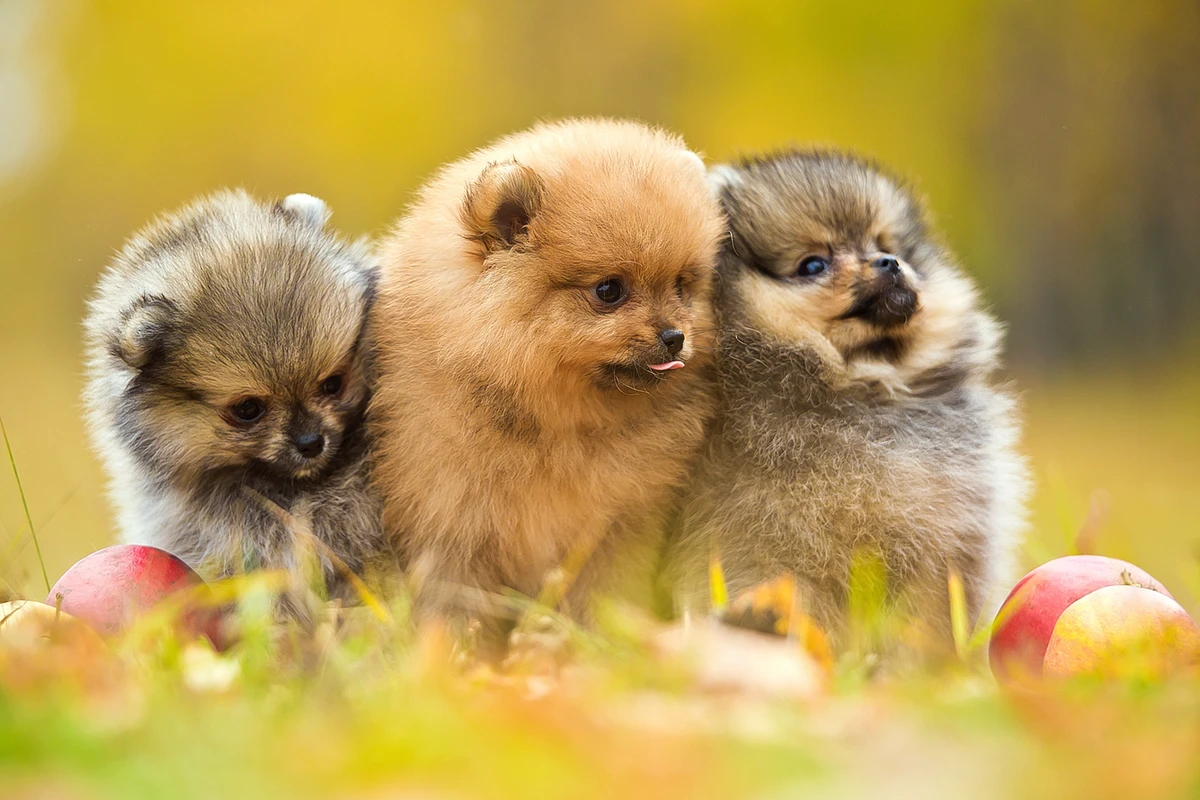 Come Scegliere un Cucciolo di Pomerania: La Guida Definitiva alla Visita in Allevamento