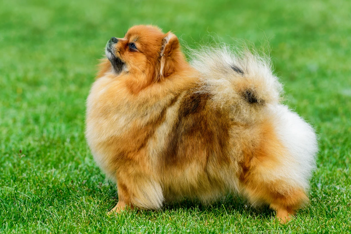 La Socializzazione del Cucciolo di Pomerania: La Checklist Definitiva per un Cane Sicuro