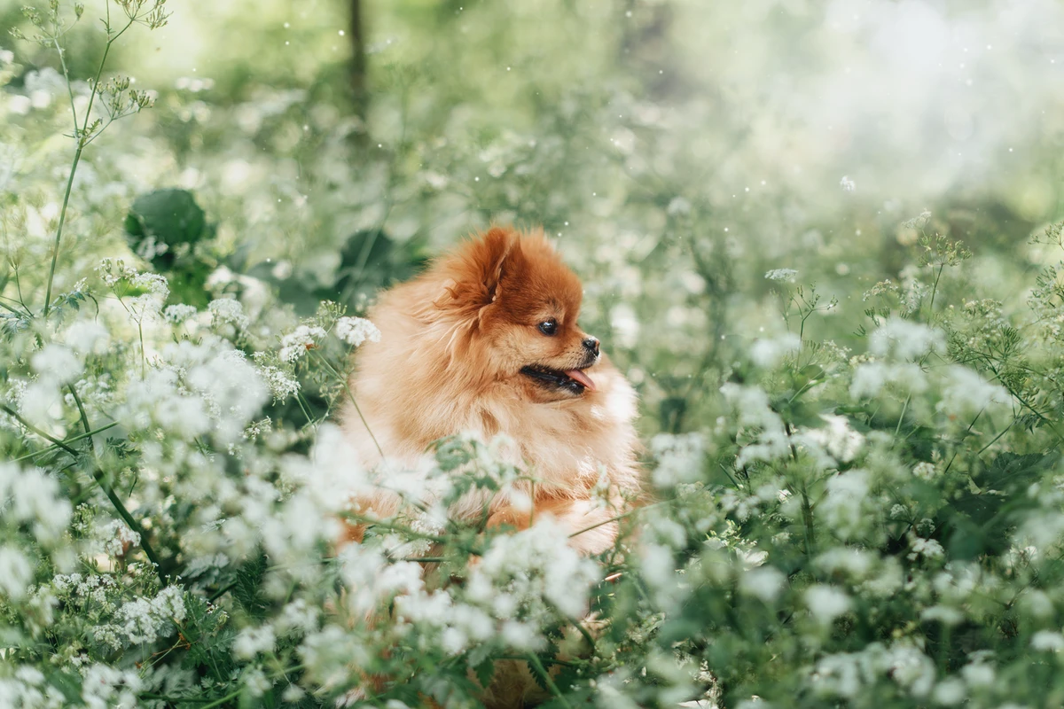 Allevamento Sostenibile di Pomerania: La Nostra Scelta Etica per Cani e Pianeta
