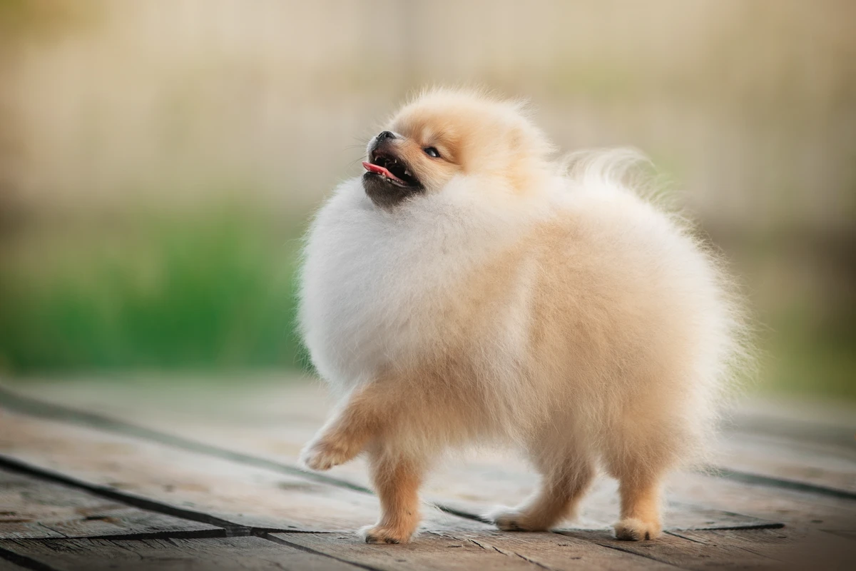 Stimolazione Cognitiva per il Pomerania: La Palestra per la Mente che Previene i Disastri