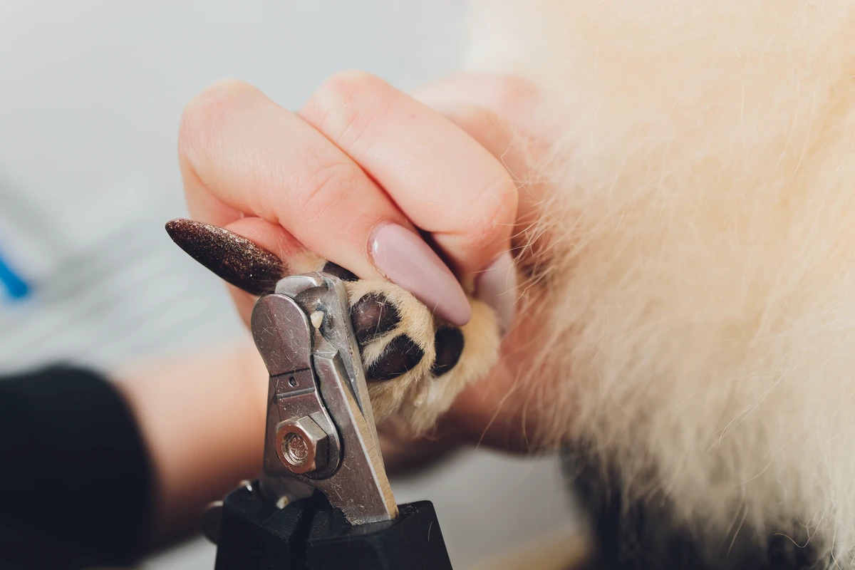 Come Tagliare le Unghie al Pomerania: La Guida Passo-Passo (Senza Paura)