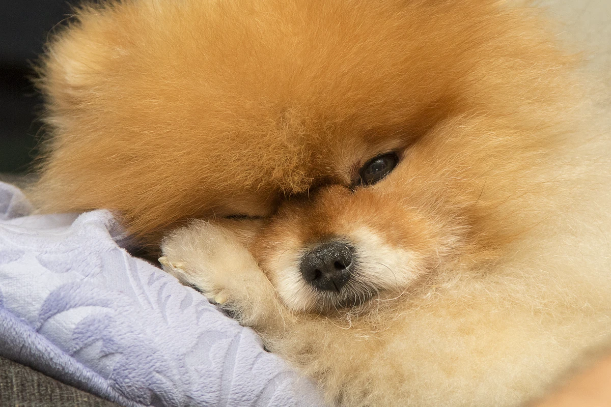 Occhi del Pomerania e Macchie da Lacrimazione: La Guida Completa alla Pulizia
