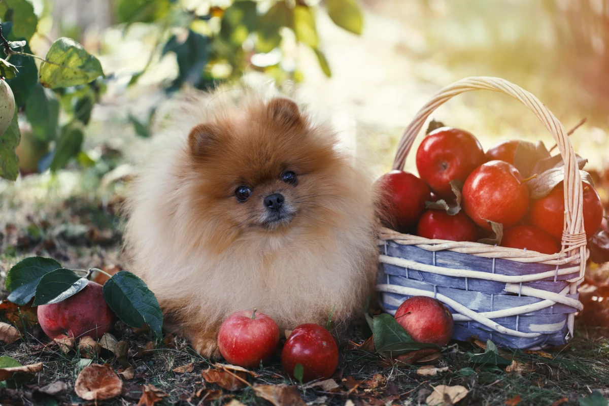Tracciabilità del Pet Food: Da Dove Viene Davvero il Cibo del Tuo Pomerania?